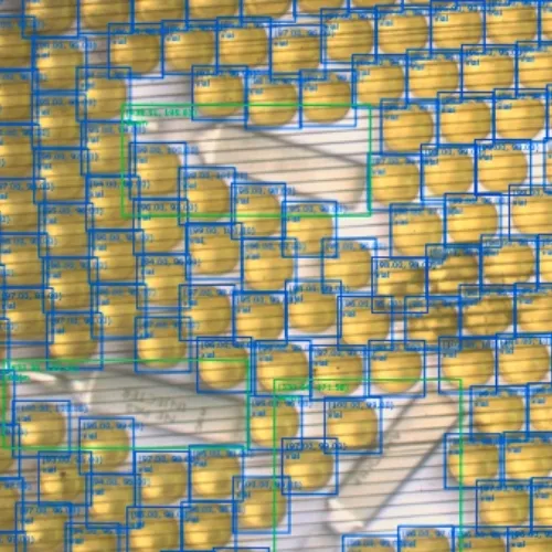 Ampoules-quality-assurance-counting-batch-release